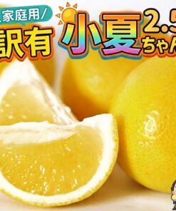 土佐小夏 2.5公斤 高知县产 家庭用 瑕疵品 小夏 科纳茨 新夏橙 日向夏 2.5公斤 产地直送 时令水果 柑橘类 产地直送 龙马君 网购 家庭用 瑕疵品 家庭用 冲绳本岛和北海道需另付运费 全国离岛无法发货