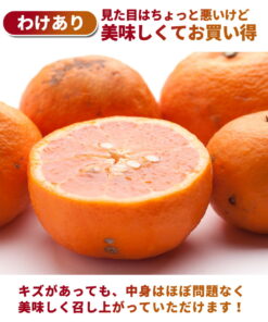 Alternative view of 瑕疵品 卡拉曼橘 1kg～10kg 和歌山产 预计5月起发货 与南津海同品种 蜜柑 柑橘 产地直送 实惠 家庭用